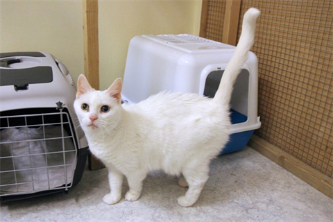 Kitty (1)_red