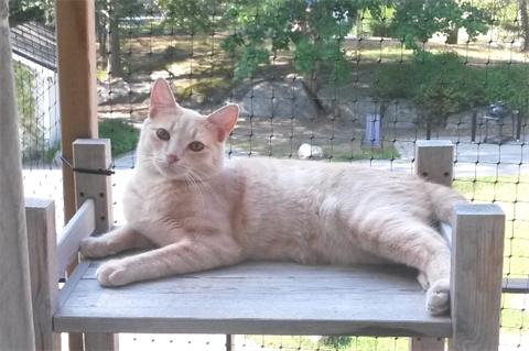 Gimlet
