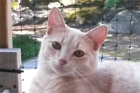 Gimlet2_red