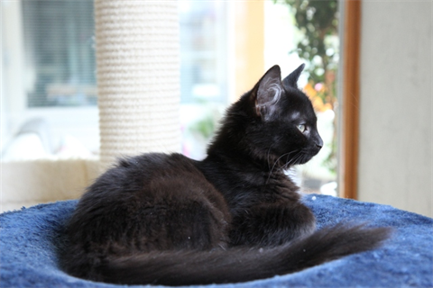 Fluffa (2)