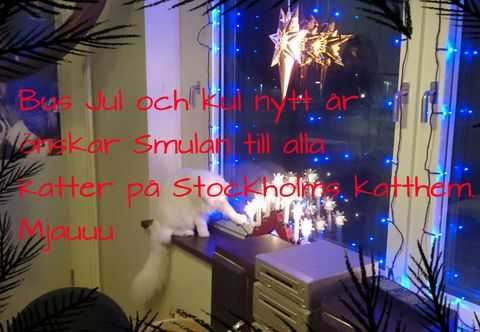 Milka-Mim dec 14-2