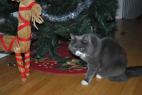 Inge dec 14