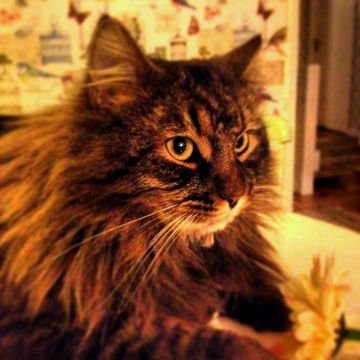 Charlie - ej kh-katt