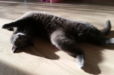 Hasse-Bosse maj 15-4