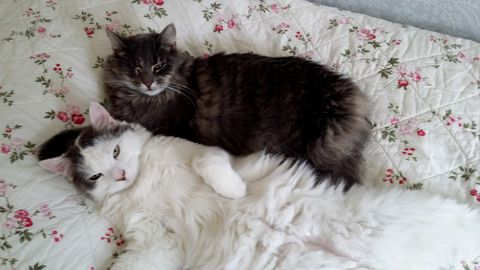 Kitara-LyckligaLotta maj 15