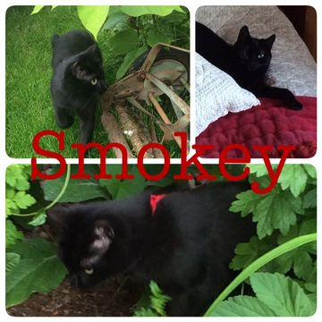 Smokey 2 juli 15