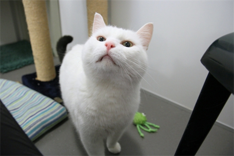 Scatcat2