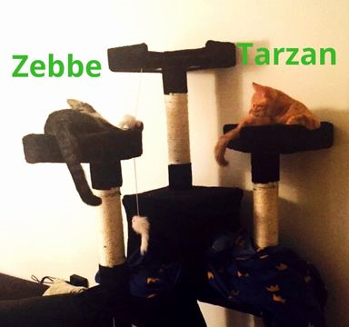 Zebbe nov 15-4