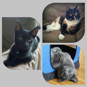 Malcolm, Frannie, Manrico dec 15-3