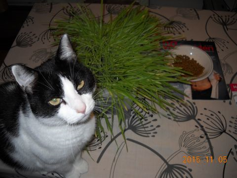 Lillis 2 dec 15-2