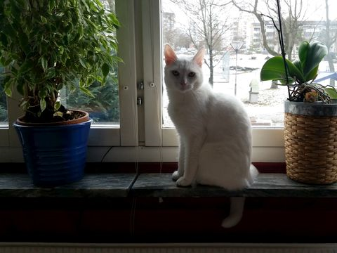 Bosse-Hasse mar 16