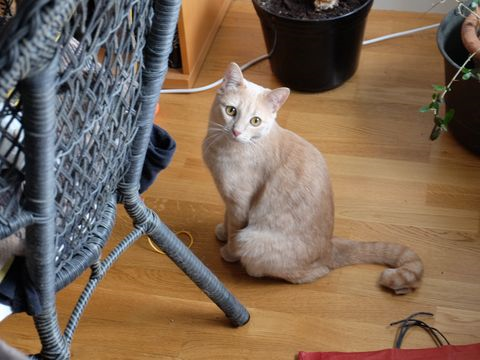 Clarkson-Gimlet mar 16