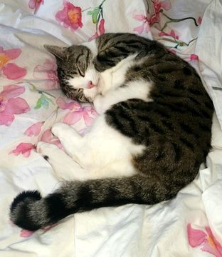 Lasse3 aug 16-2