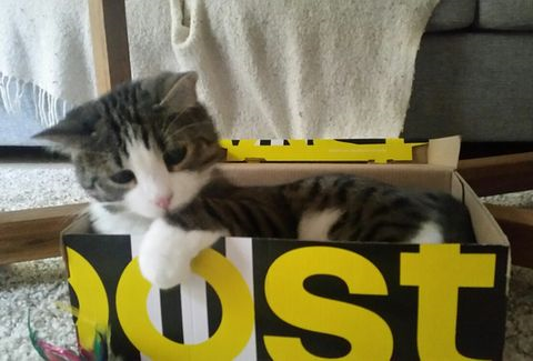Lasse3 aug 16-3