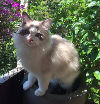 Jesse aug 16