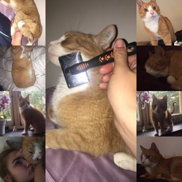 Ramses 2 aug 16