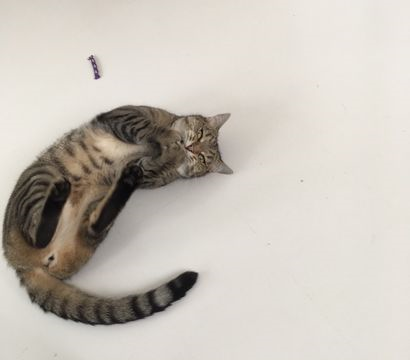 Tigger2 - Tajger aug 16