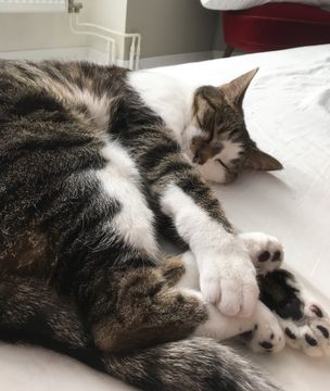 Tigger2-Tajger aug 16-2