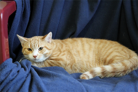 Floke (2)_red