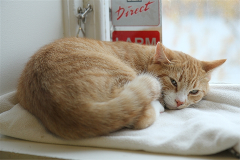 Floke (4)_red