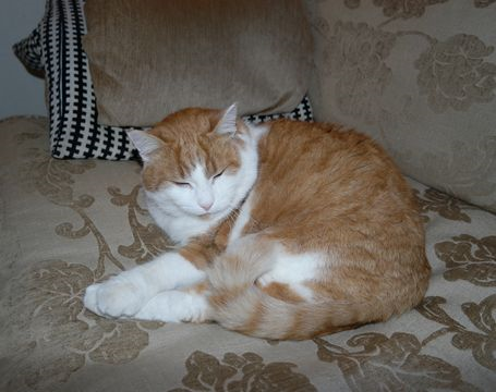 Lasse dec 16