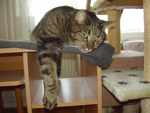 Incans katter dec 16