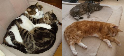 Incans katter dec 16-4