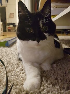 Nika mar 17-2