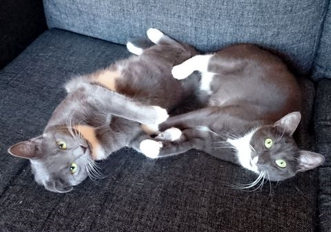 Arya-Maja6 mar 17-2