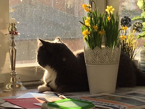 Rocky 4 maj 17