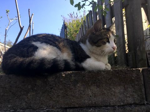 Brinn maj 17