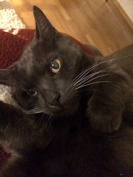 Hugo 4 jun 17-2