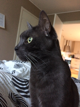 Hugo 4 jun 17