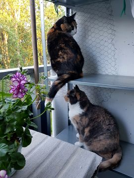 Heily-Chloe 2 jun 17