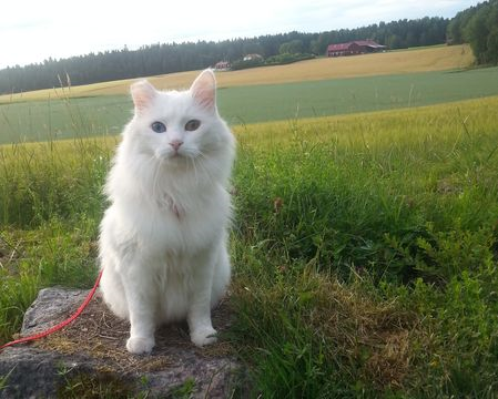 Hunter-Snövit jul 17-2