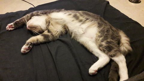 Leonardo sep 17-2