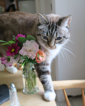Kitty3 okt 17