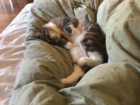 Kitty3 okt 17-2