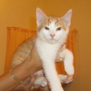 Lasse dec 17-2