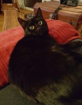 Leona-Semiramis feb 18-2