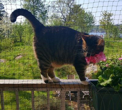 Theron-Renner maj 18-3