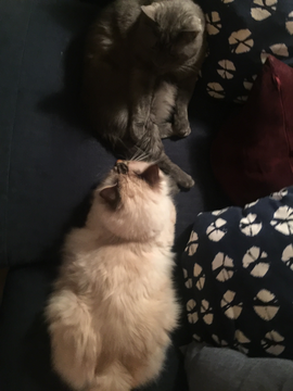Lucifer 2 juli 18