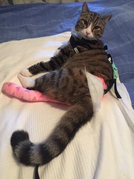 Gimlet-Clarkson sep 18-3
