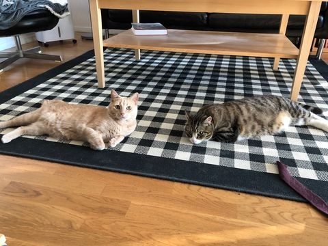 Gimlet-Clarkson sep 18-2