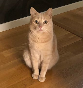 Gimlet-Clarkson sep18