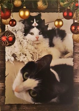 Busen Inis Häkkinen dec 18