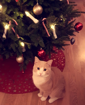 Cedrik dec 18