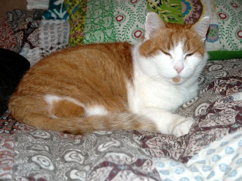 Lasse dec 18