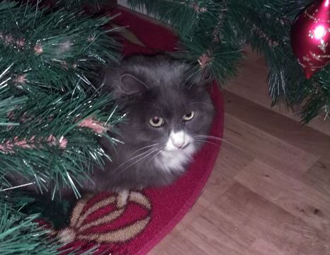 Inge dec 18