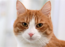 Simon (10)_red